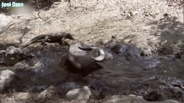 Схватка Варанов... Вот на что способны сильные и бесстрашные Вараны ! смотреть онлайн