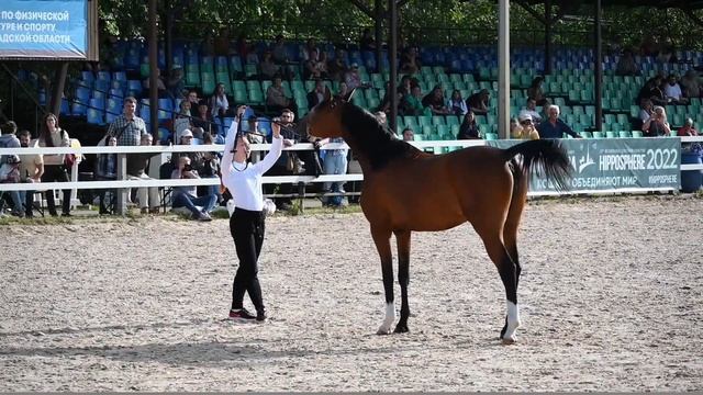 Арабская кобыла Магнолия Терск на Иппосфере/10.06.2022 смотреть онлайн