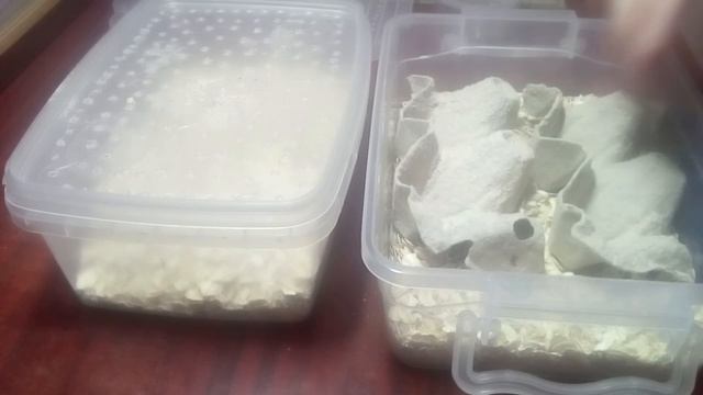 Мучной червь (Хрущак) - Основы содержания и разведения смотреть онлайн