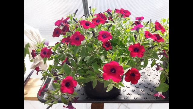 Лучшие Сорта Петунии для Кашпо/АМПЕЛЬНЫЕ РАСТЕНИЯ ДЛЯ КАШПО/ Обзор петунии/ Что буду сеять в 202 смотреть онлайн