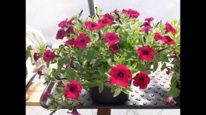 Лучшие Сорта  Петунии для Кашпо/АМПЕЛЬНЫЕ РАСТЕНИЯ ДЛЯ КАШПО/ Обзор  петунии/ Что буду  сеять в 202