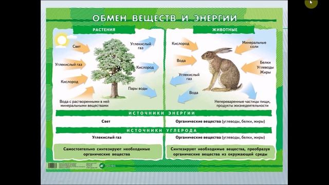 Обмен веществ и энергии. Биология 6 класс. смотреть онлайн