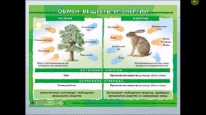 Обмен веществ и энергии. Биология 6 класс.
