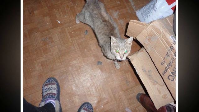 Запертая на складе кошка звала на помощь людей за стеной, они не слышали. Но зато услышал кот! смотреть онлайн