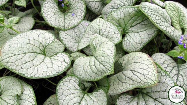 БРУНЕРА В ВЕСЕННЕМ САДУ смотреть онлайн