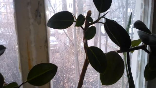 Мой фикус каучуконосный после обрезки смотреть онлайн