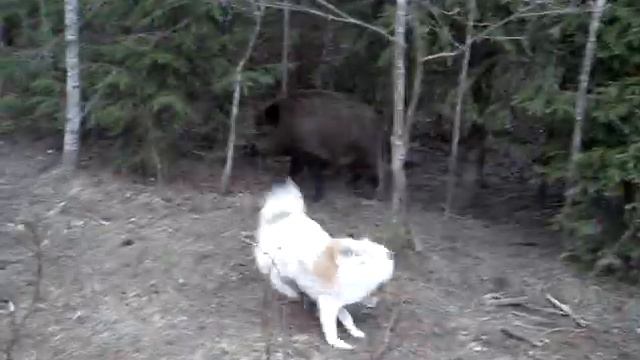 Лайка смотреть онлайн