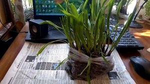 Выращивание черемши зимой. Неделя вторая