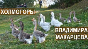 Холмогорские гуси Владимира Макарцева