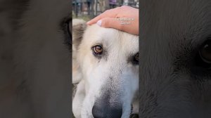 Подобрали с кладбища, лечили год и вот наконец она уехала в новую семью, в Германию #ставрополь