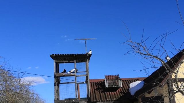 Статные голуби. Весенний сезон открылся смотреть онлайн