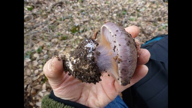 Cortinarius magicus смотреть онлайн