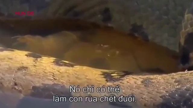 Гигантская Анаконда Найден В Реке Амазонке, Самой Большой Змеи Питона Найдены И Загадо смотреть онлайн