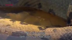 Гигантская Анаконда Найден В Реке Амазонке, Самой Большой Змеи Питона Найдены И Загадо