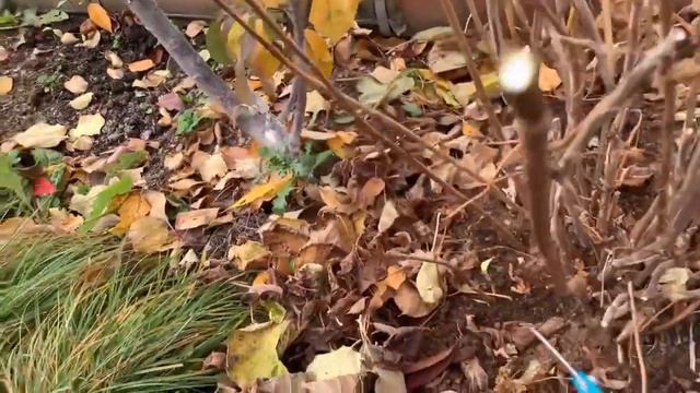 Обрезка древовидной гортензии осенью смотреть онлайн