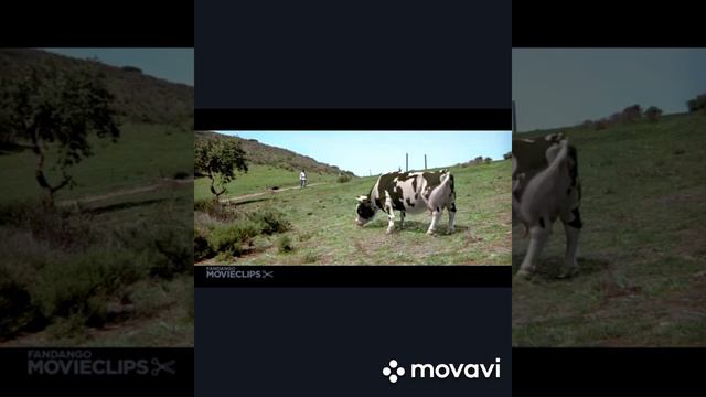 Бой человек против корова смотреть онлайн