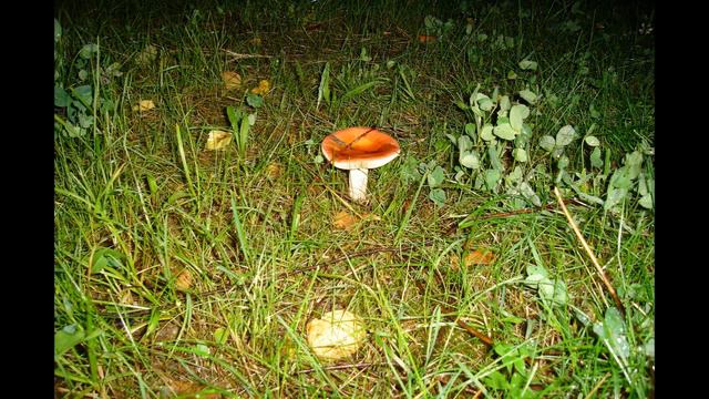 Золотые шары смотреть онлайн