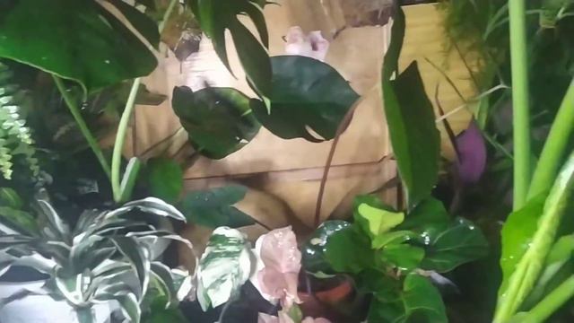 Обзор балкона , болталочка ( извините за шум отпыскивателя ) смотреть онлайн