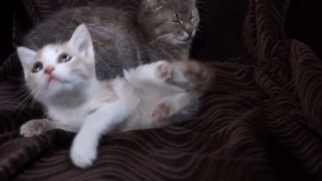 Рыжий котёнок в хорошие руки смотреть онлайн