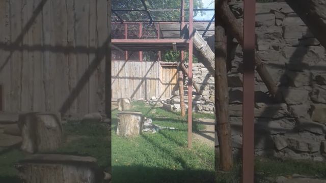 Барсенок Пермского зоопарка смотреть онлайн