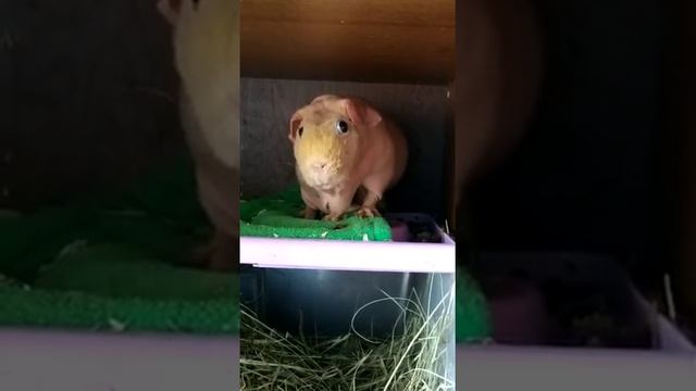 Свинка-соловей - лучшая песня морской свинки смотреть онлайн