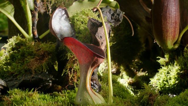 Непентес - хищное растение смотреть онлайн