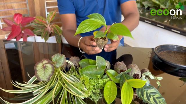 ONAM OFFER 13 PLANTS | FREE PLANTS | ECOON PLANTS смотреть онлайн