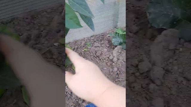 Острый перец "Бараний рог" снова порадовал! смотреть онлайн