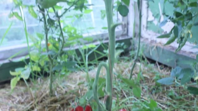 Сорт - "СЛИВКА РОЗОВАЯ". Томаты от Фёдора. смотреть онлайн