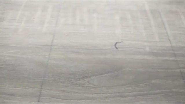 Испытания ламината Woodstyle Bravo на устойчивость к ударам смотреть онлайн
