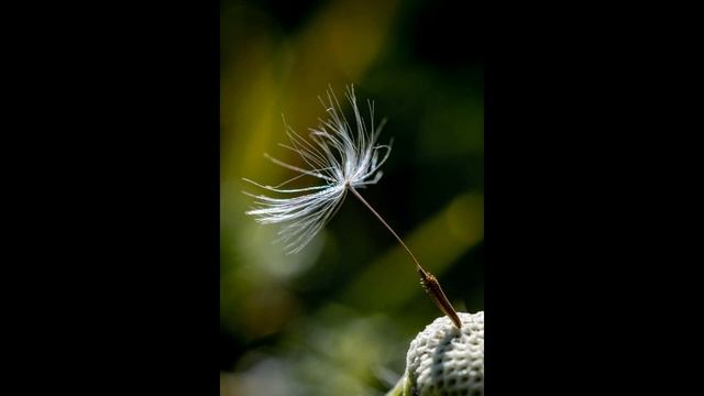 Макрофотография,примеры с объектива Canon EF 100 mm f 2.8 macro usm. смотреть онлайн