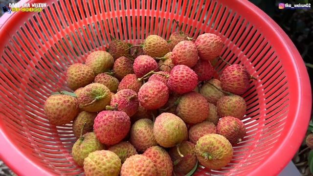 PANEN BANYAK BUAH LECI DI CHINA BARENG KELUARGA, LECI JENIS KETAN JUMBO JUMBO смотреть онлайн