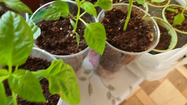 Срочно! Что случилось с рассадой перца? Проблемы при выращивание сладкого перца. смотреть онлайн