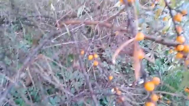 Как быстро собрать облепиху 1 смотреть онлайн