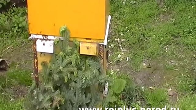 Формирование отводков с закладкой маточников стартерным способом смотреть онлайн