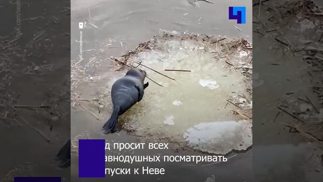 «Фонд друзей балтийской нерпы» ищет истощенного нерпенка в Петербурге смотреть онлайн