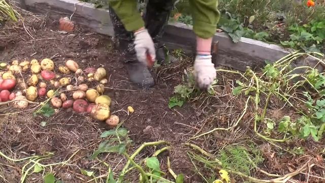 Картофель под сеном 2020 года...! смотреть онлайн