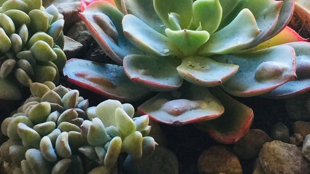 Raindrop Echeveria and Cubic Frost Cristata смотреть онлайн