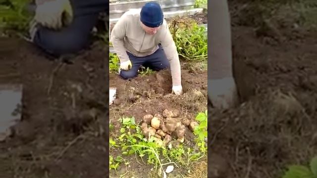 Картофель Сынок смотреть онлайн