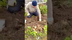 Картофель Сынок