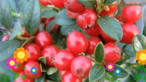 Брусника садовая Коралл. Краткий обзор, описание характеристик, где купить саженцы