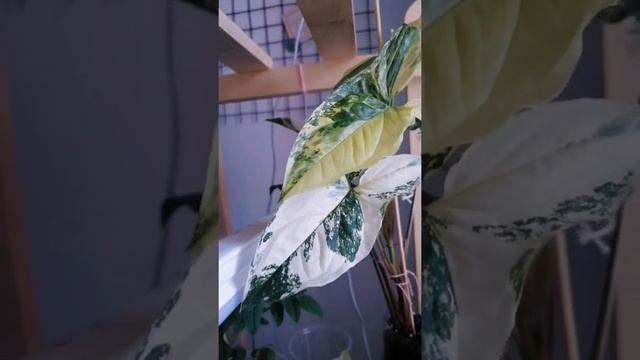 Syngonium imperial White (yellow) || Сингониум империал вайт (еллоу) смотреть онлайн