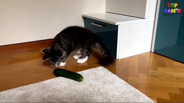 КОТ  И  ОГУРЕЦ/ Коты боятся огурцов эксперимент