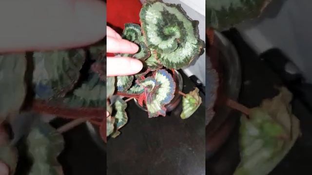 begonia escargot смотреть онлайн