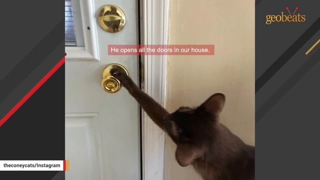 Judgmental cat has no patience for misbehavior смотреть онлайн