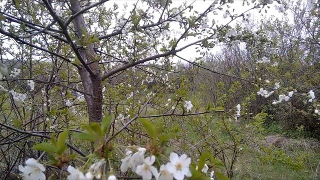 Струны души. Поэзия. Эдуард Асадов. Два слова поэту. смотреть онлайн