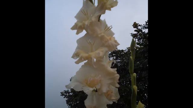 Beautiful Winter Flowers- 2012.wmv смотреть онлайн