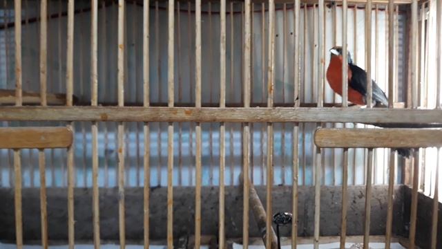 Сорокопуты смотреть онлайн