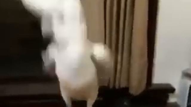 Попугай танцует под Gangnam Style смотреть онлайн