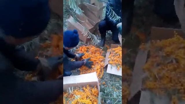 Сбор облепихи в Ульяновске. смотреть онлайн